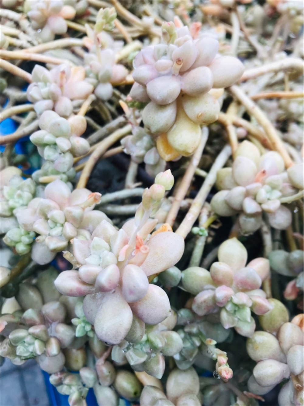 丸叶姬秋丽