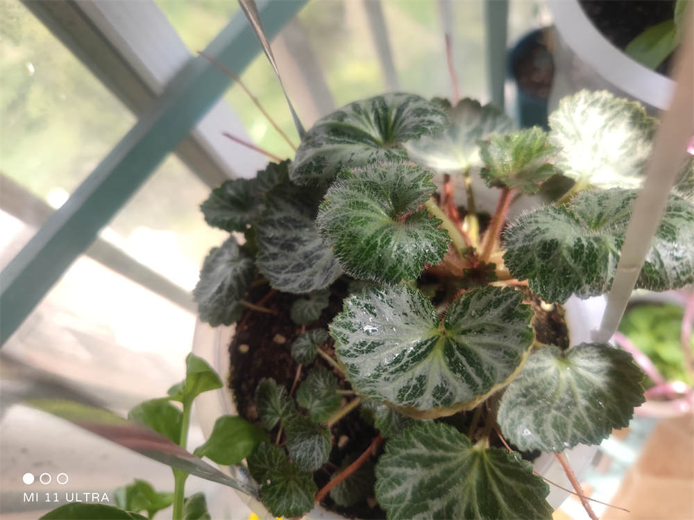 虎耳草