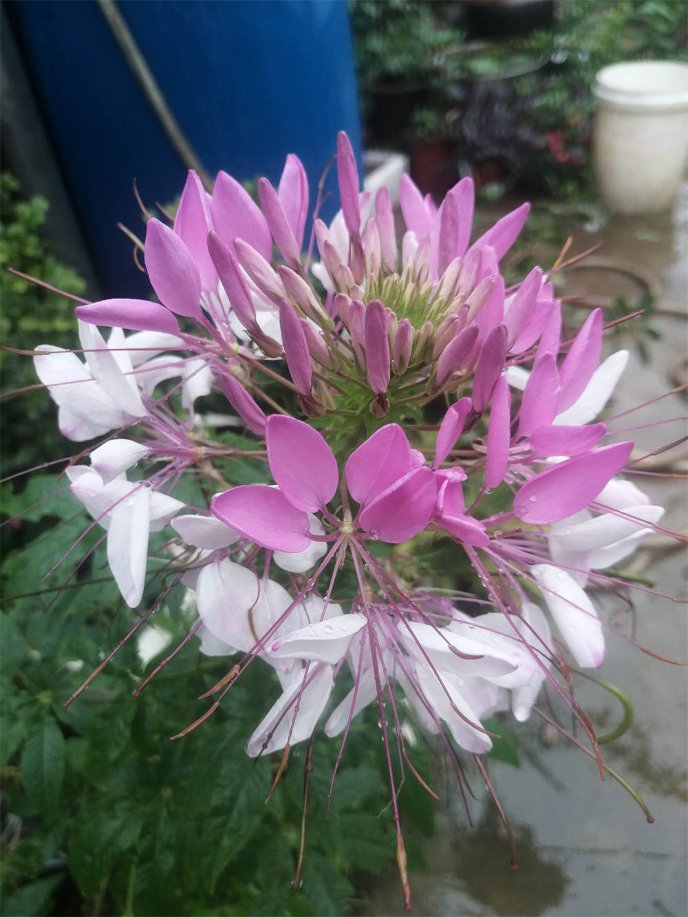 醉蝶花