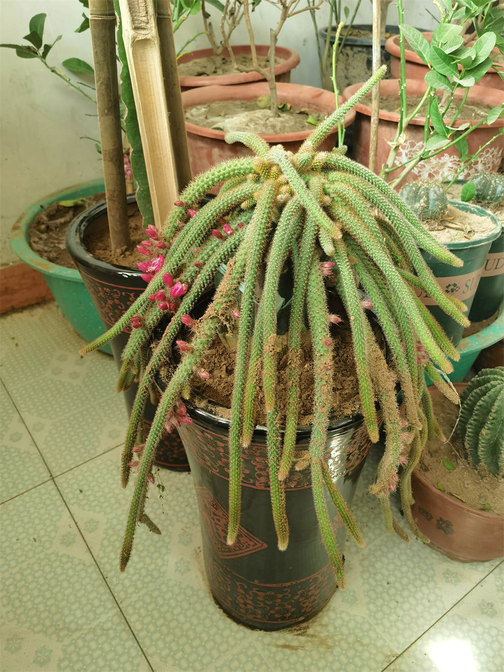 花卉