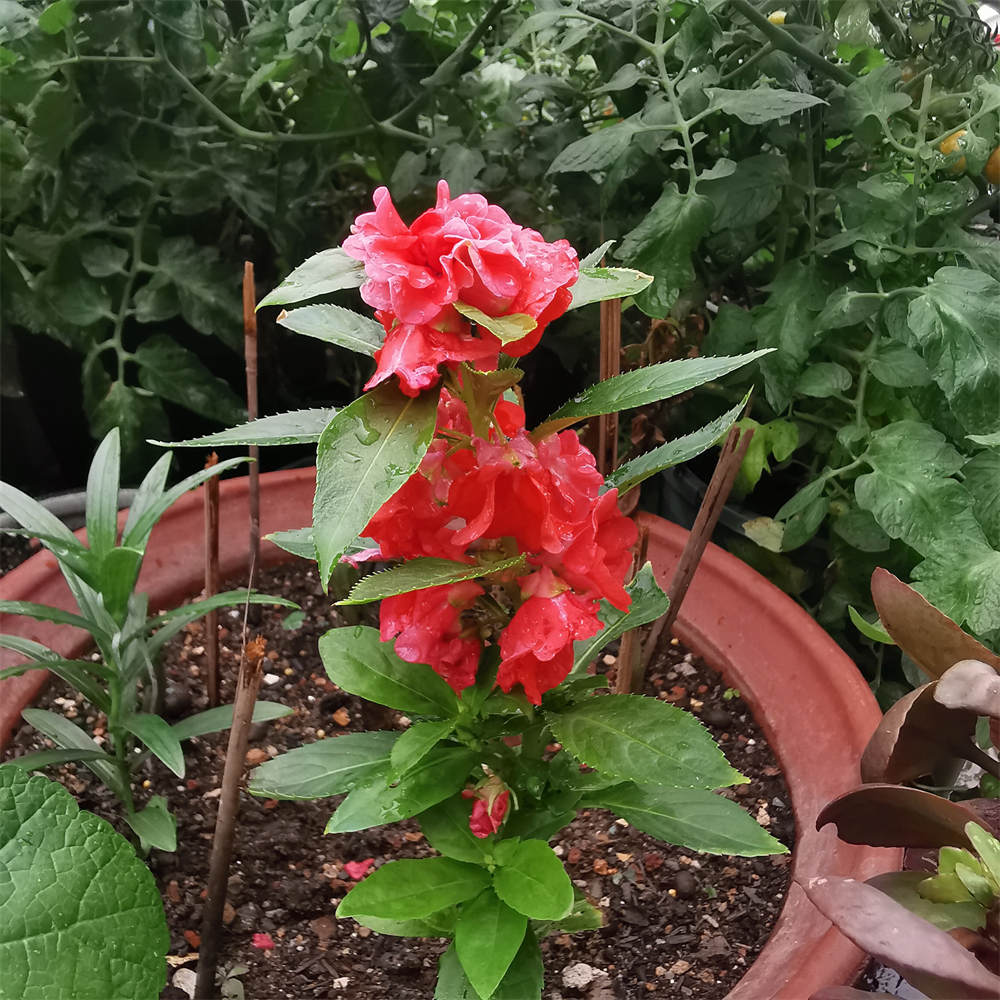 凤仙花