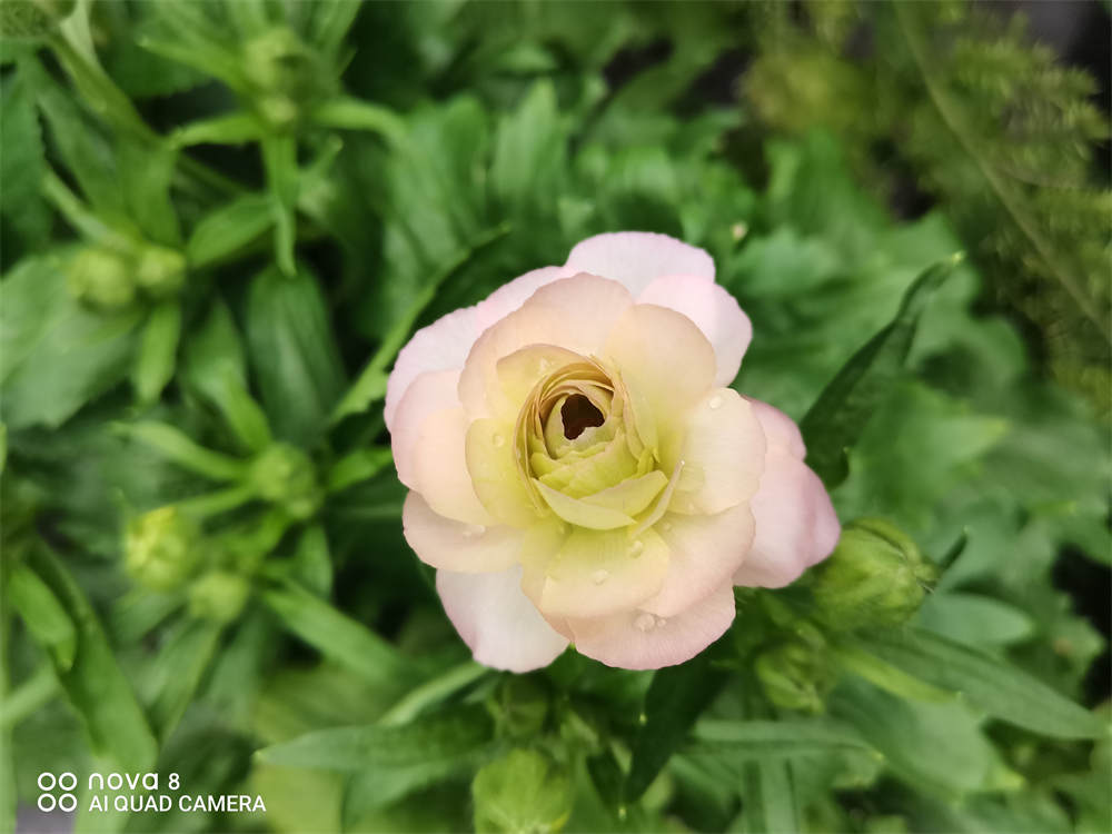 蝴蝶花毛茛