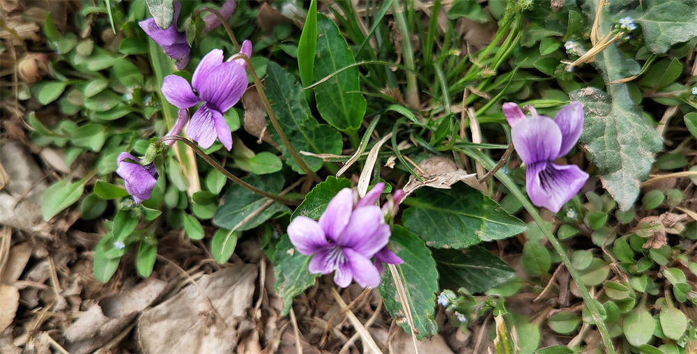 紫花地丁