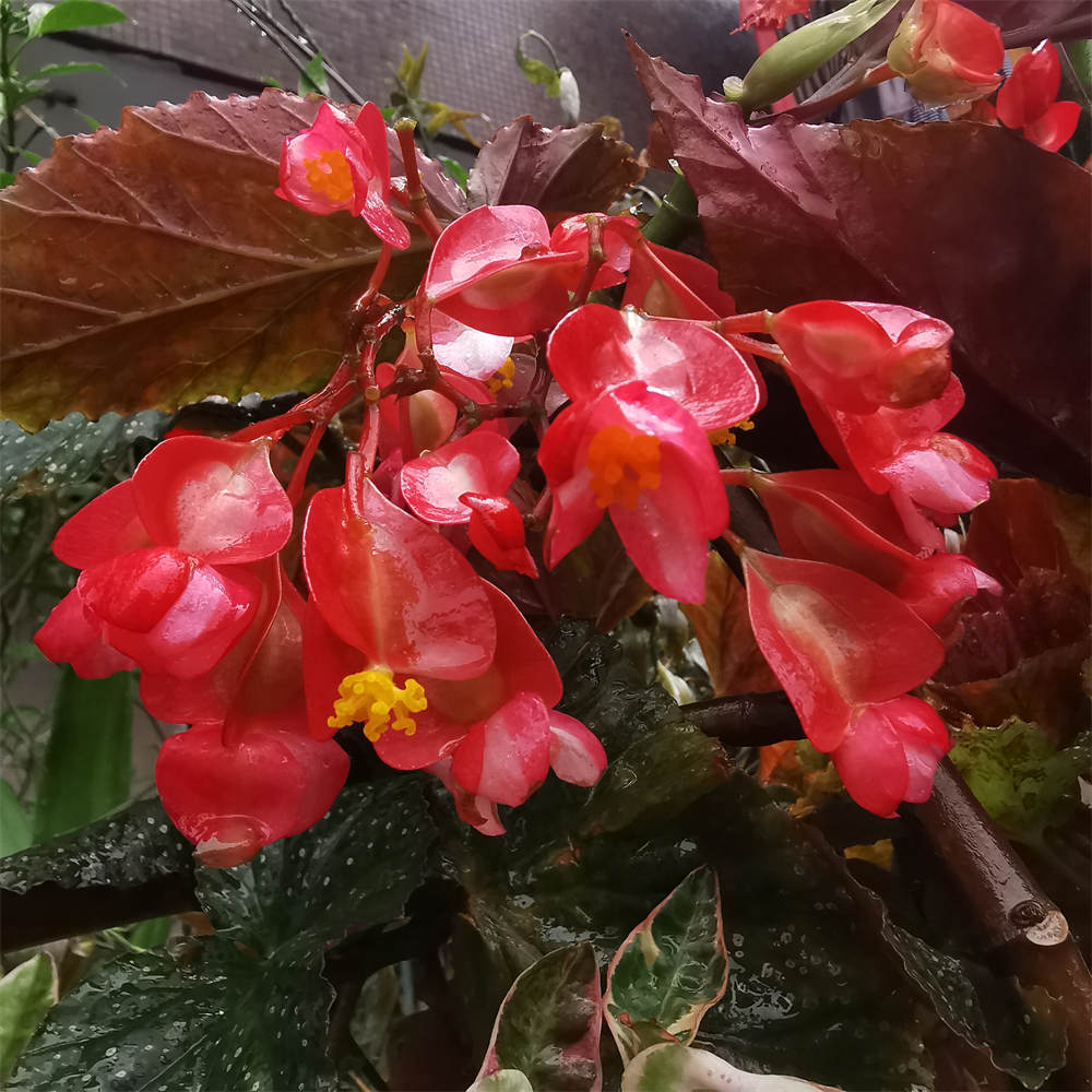 花卉