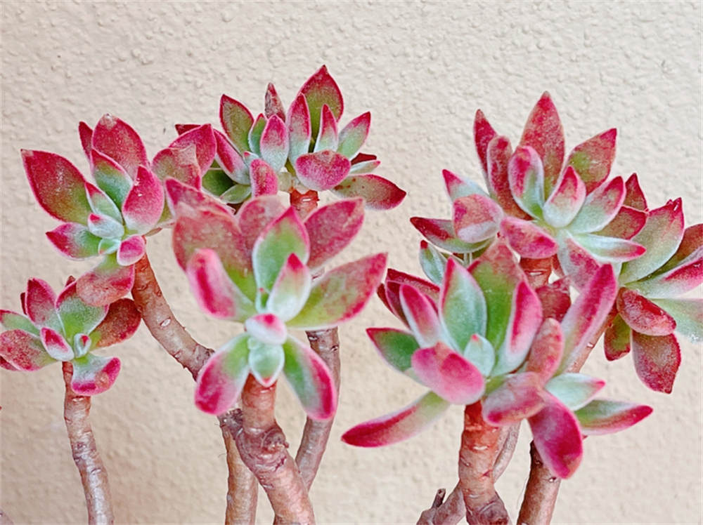 花卉
