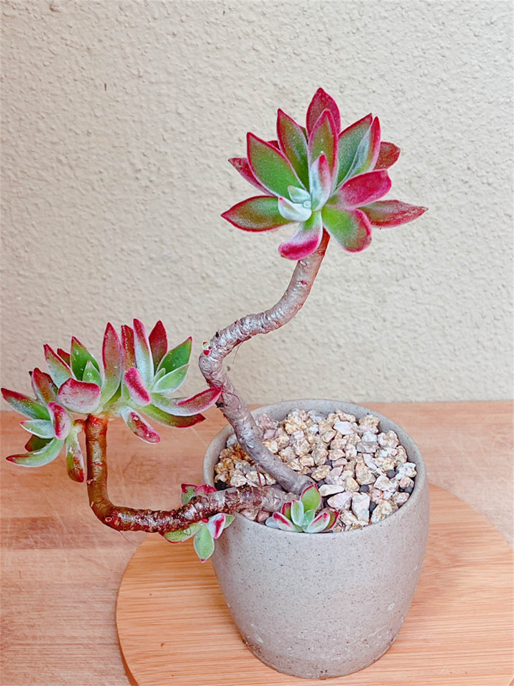 花卉