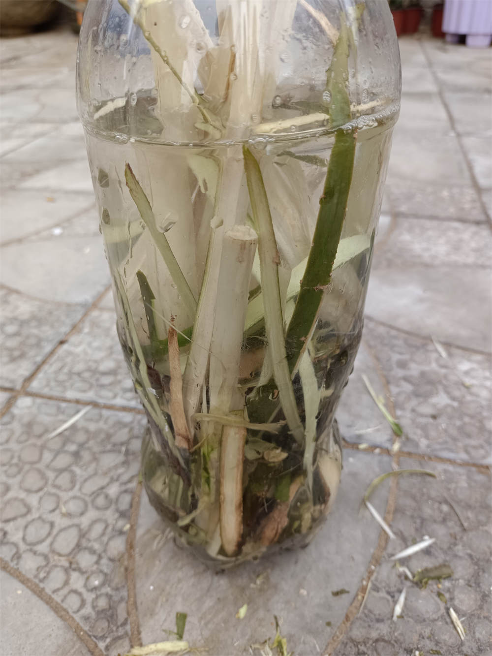 柳条