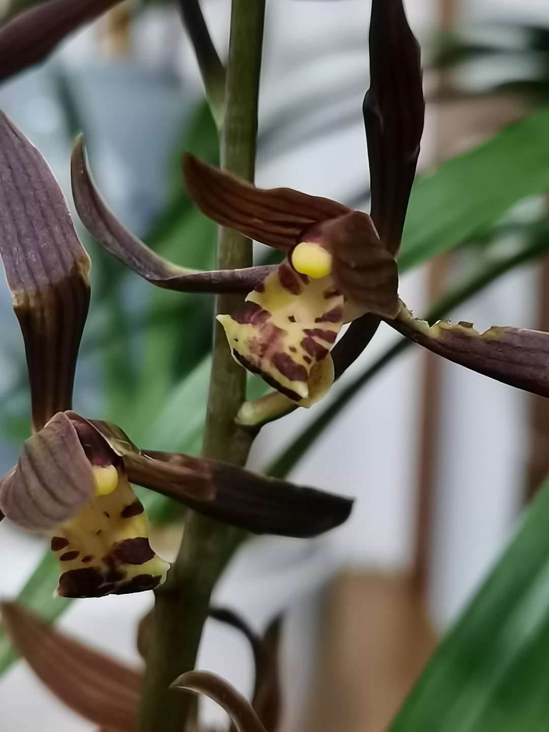 花卉
