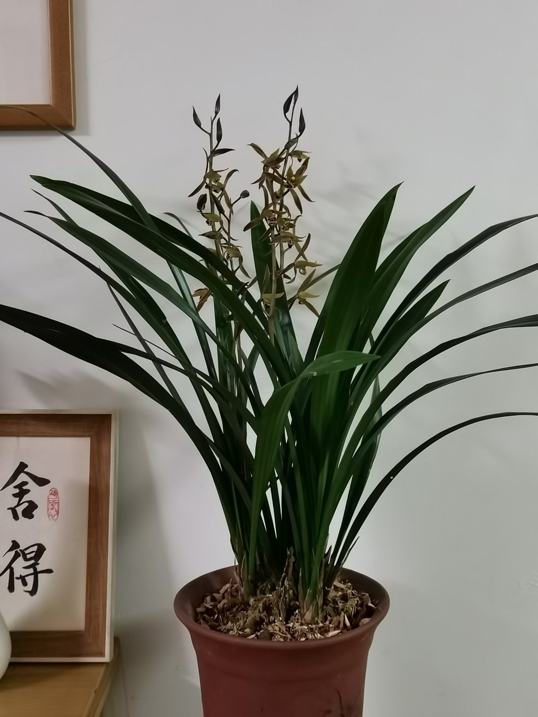 墨兰