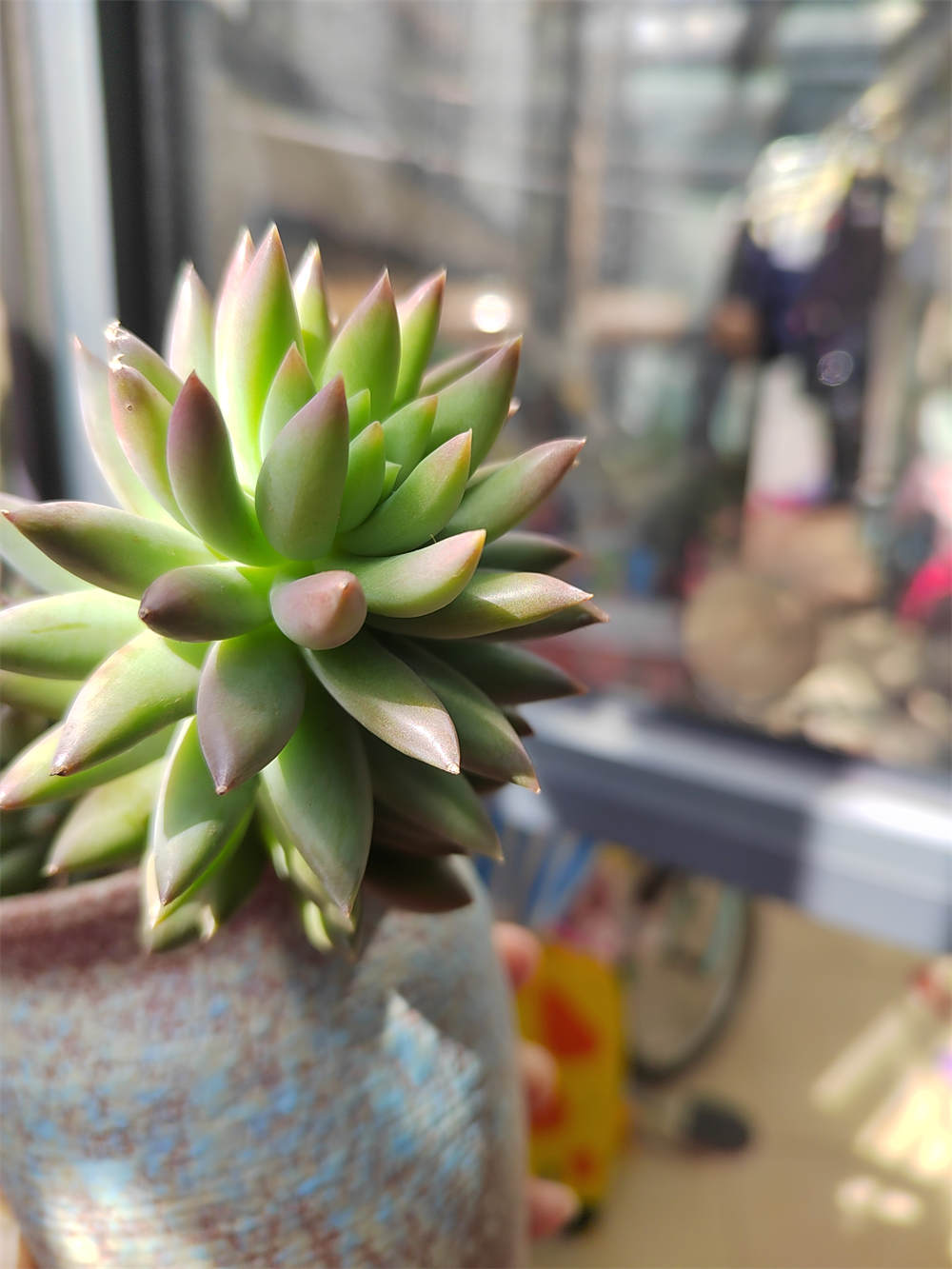 花卉