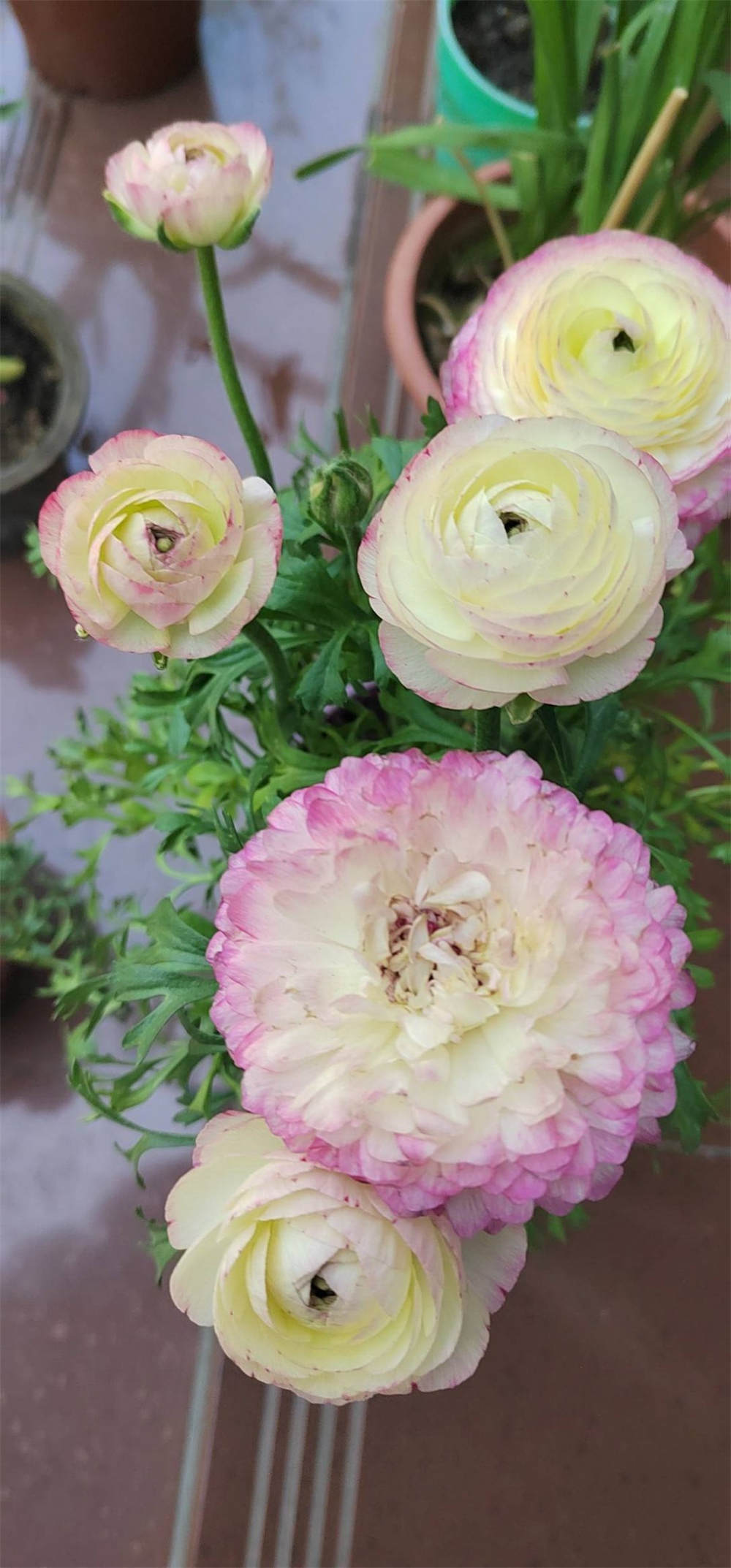 芹叶牡丹