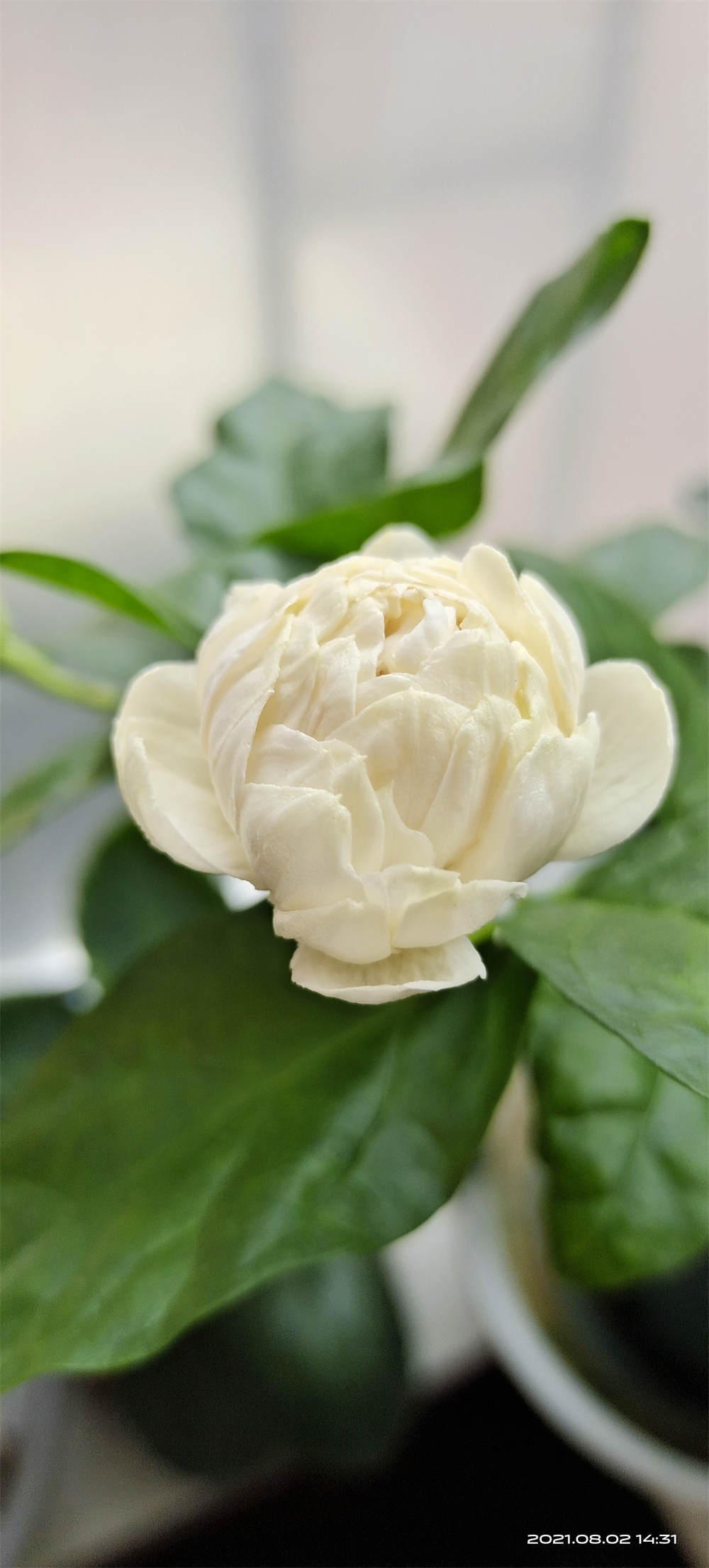 虎头茉莉
