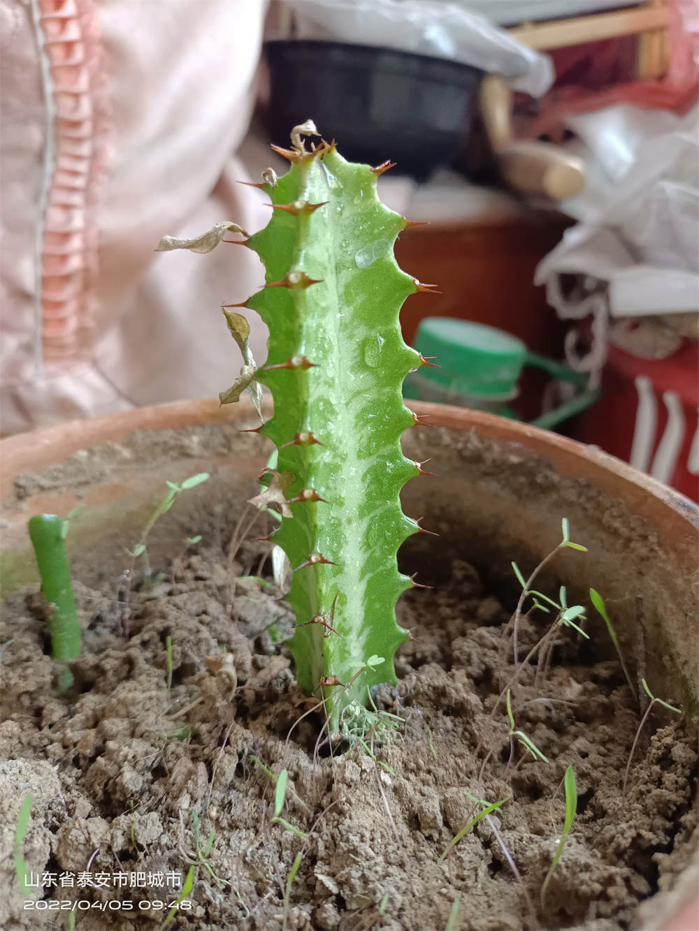 龙骨
