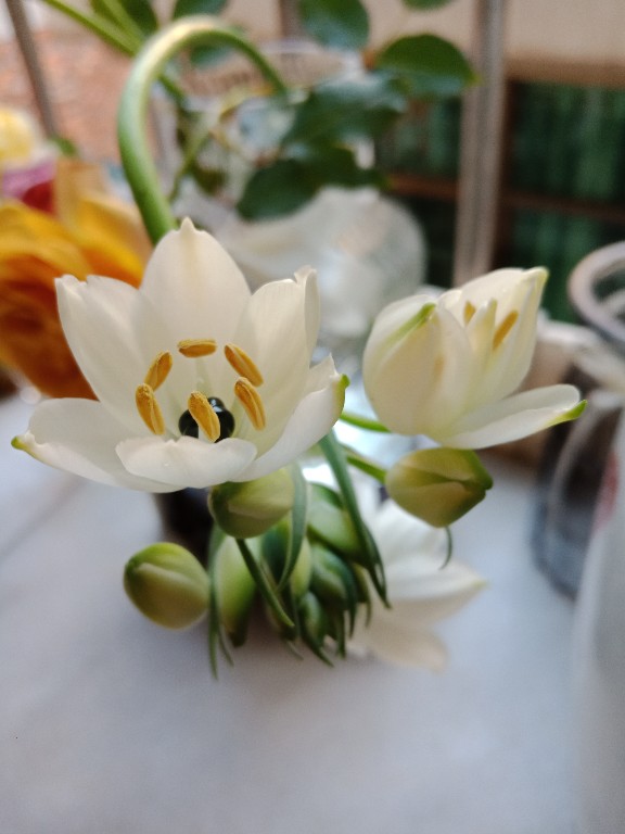 圣心百合