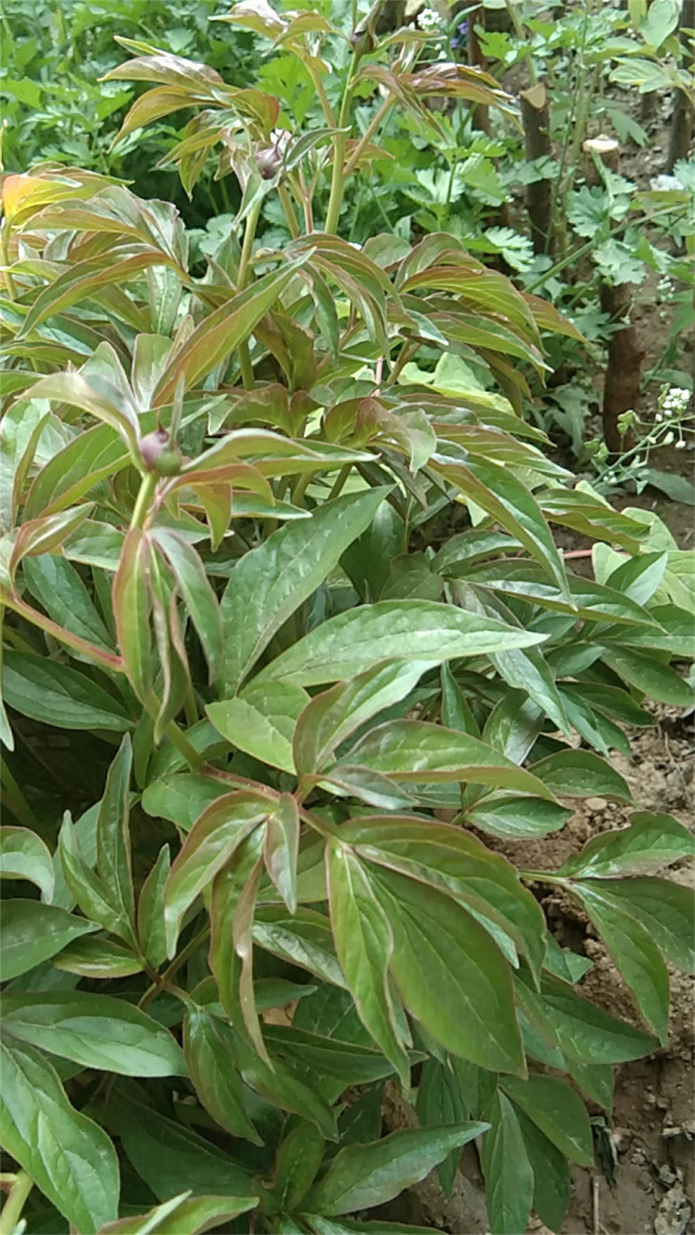 芍药