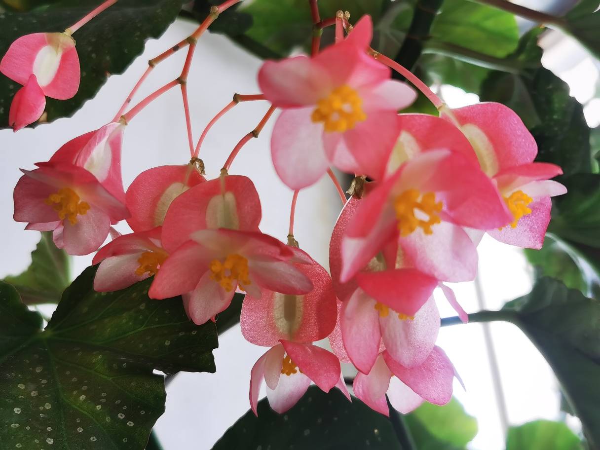 花卉