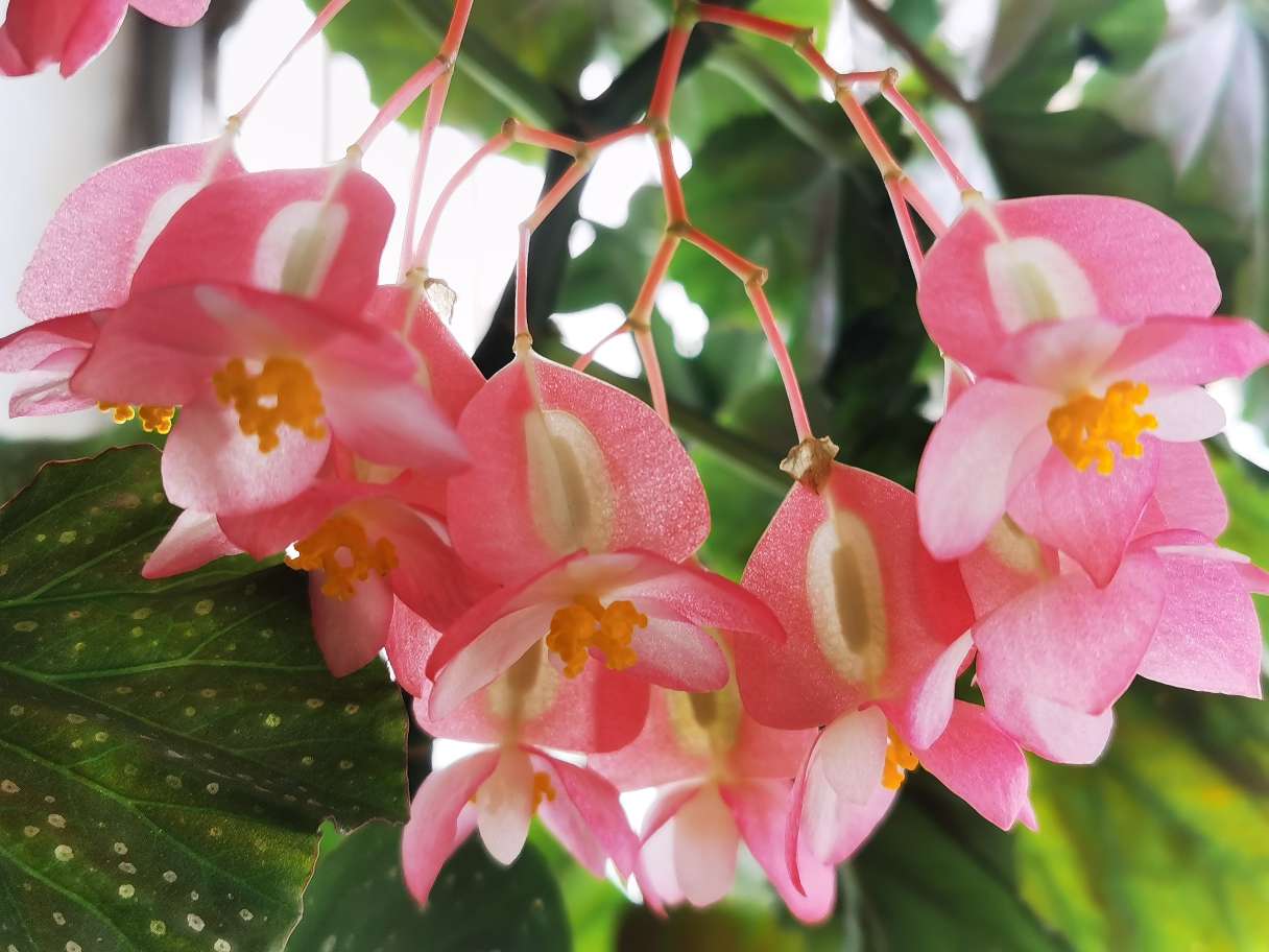 竹节海棠