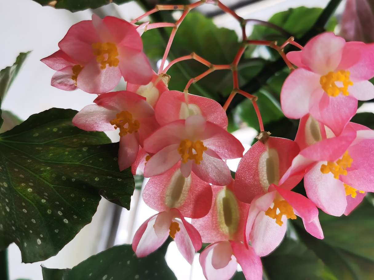 花卉