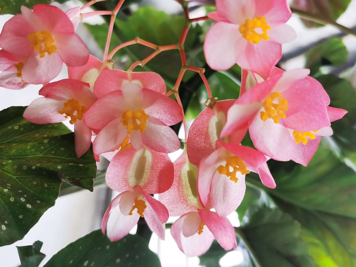 花卉