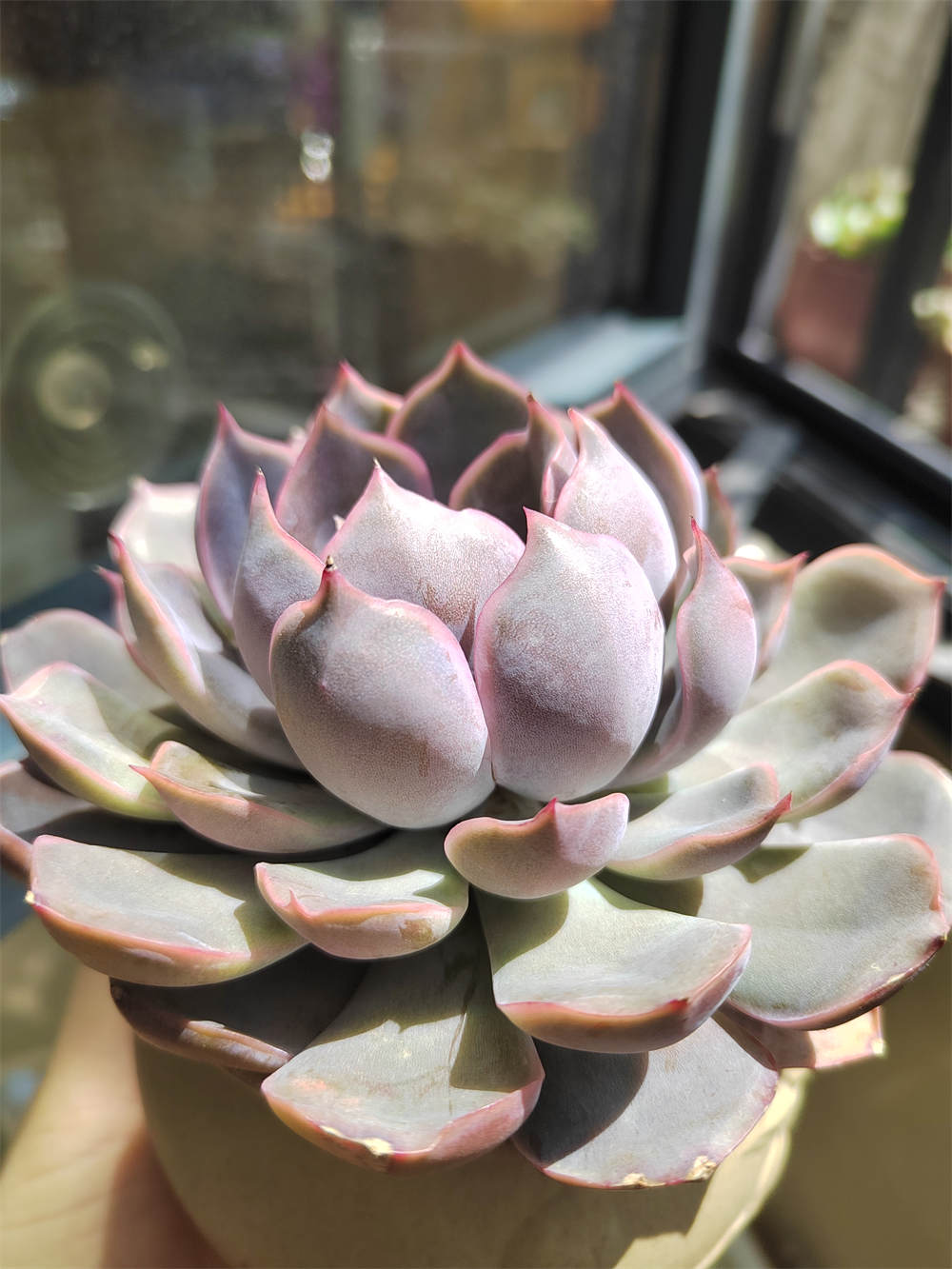 菲欧娜