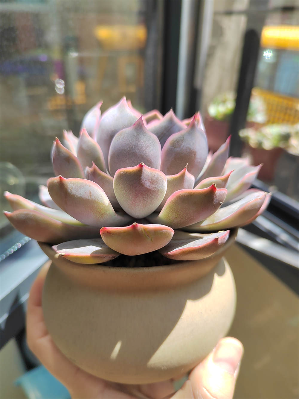 菲欧娜