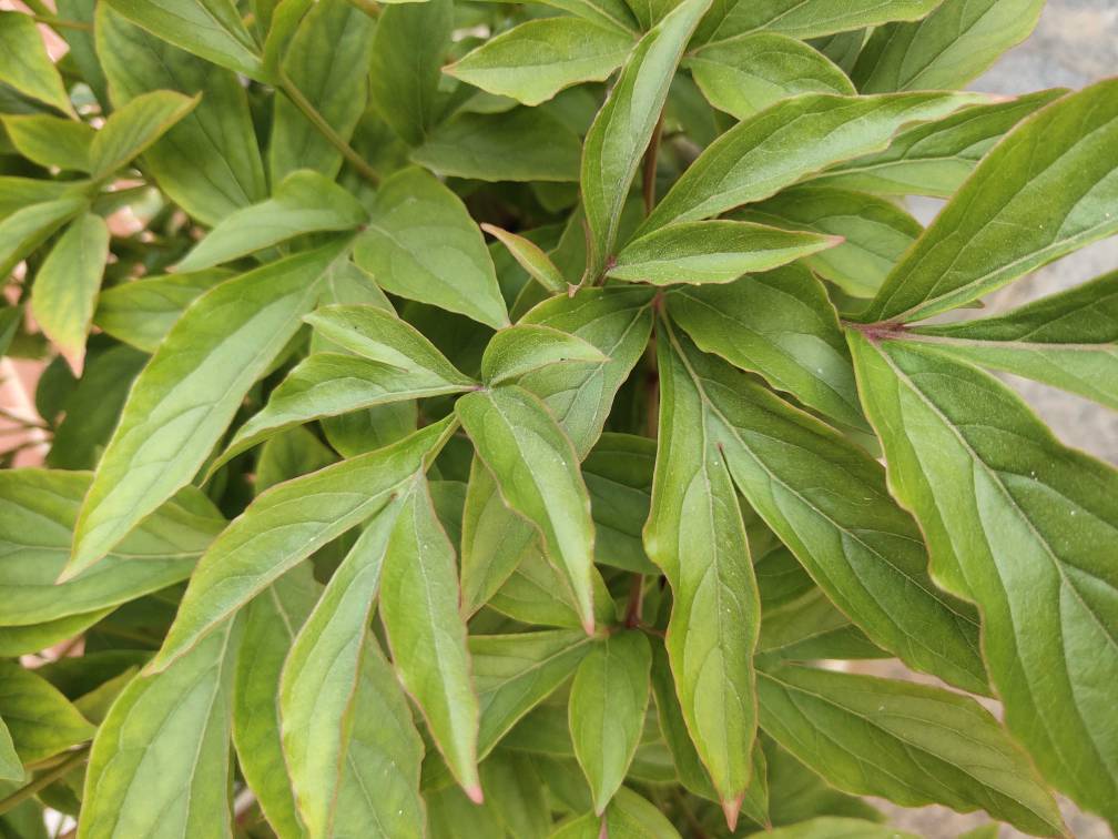 芍药