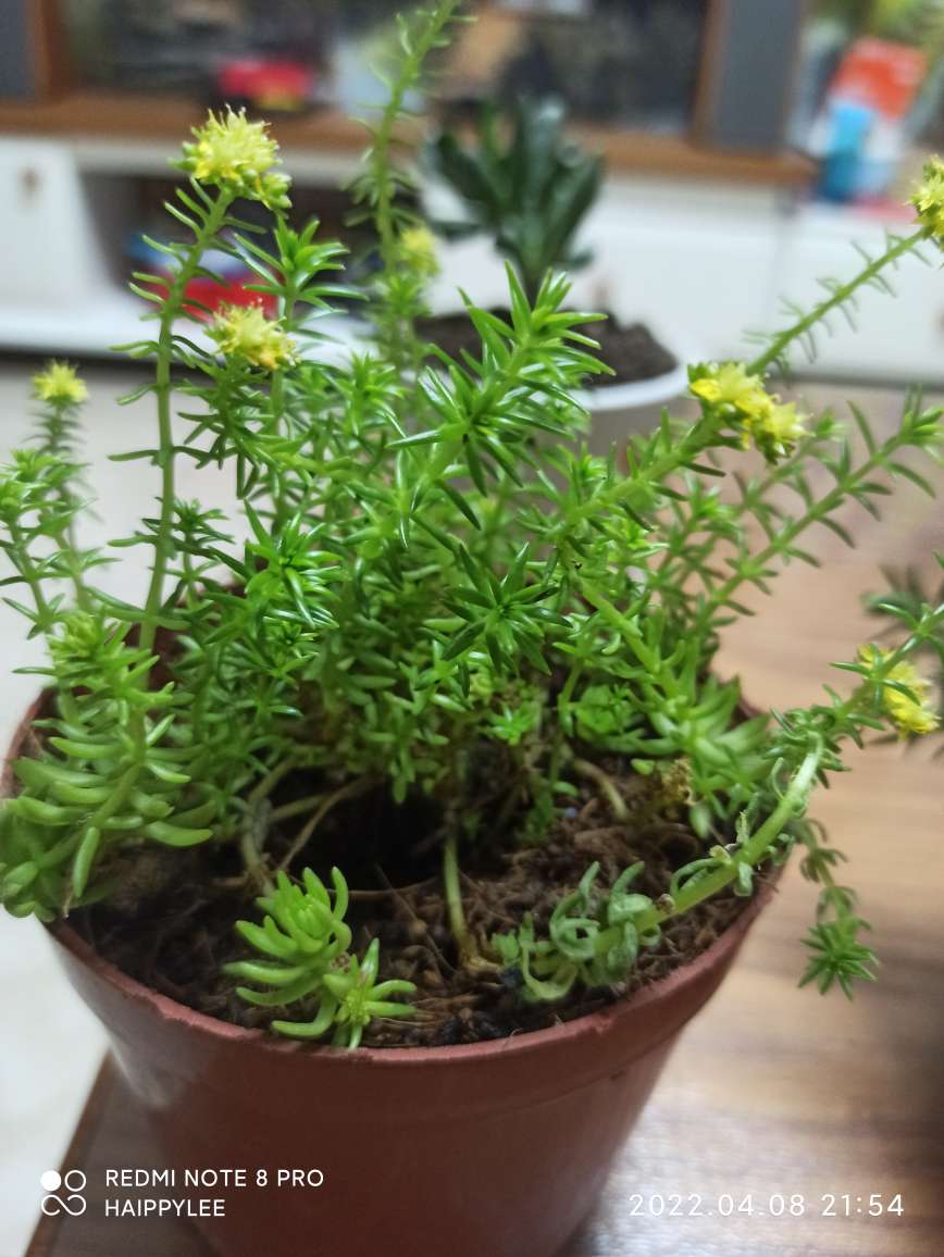 佛甲草