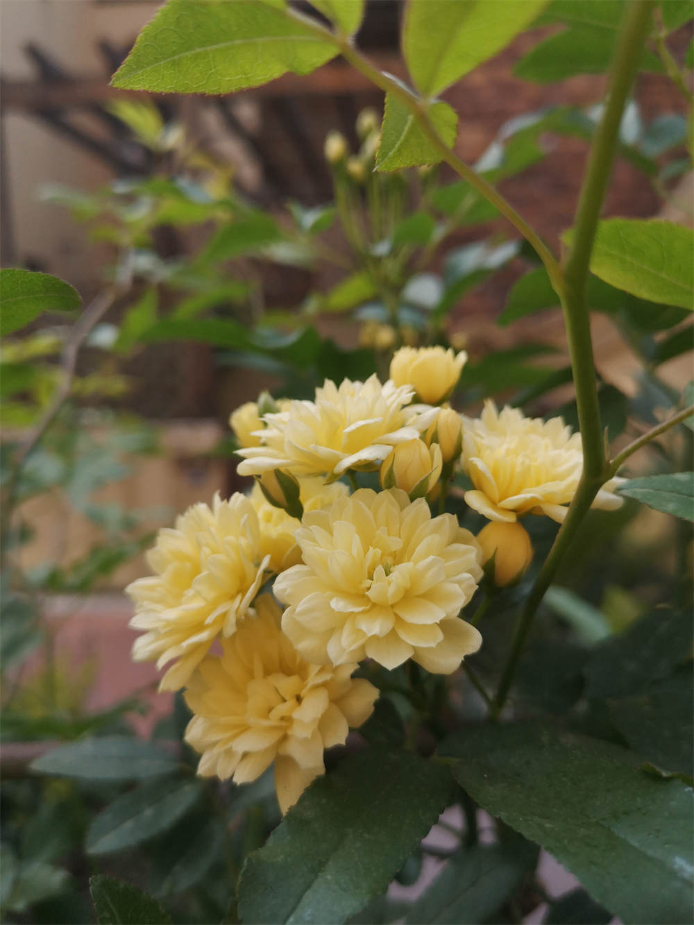 花卉