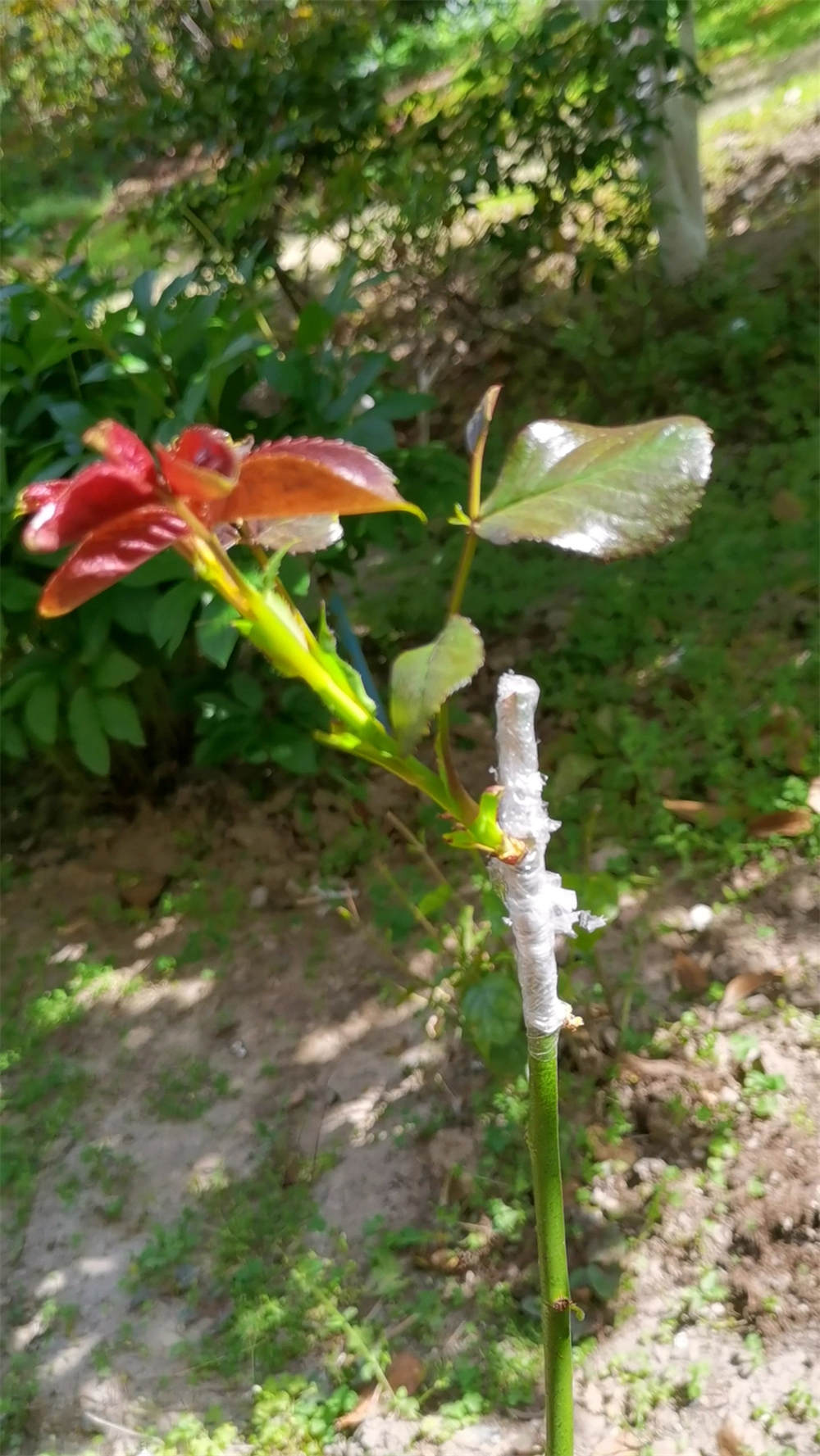 嫁接