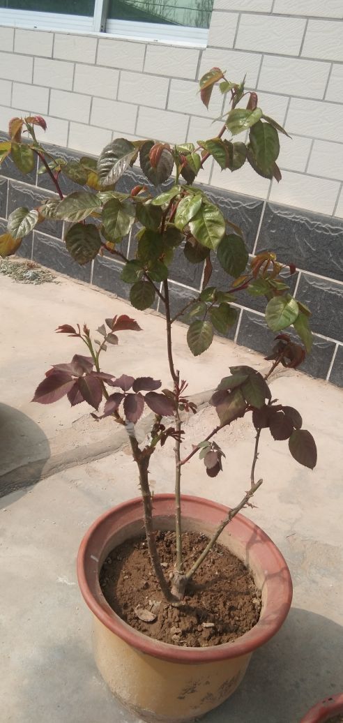 芽接