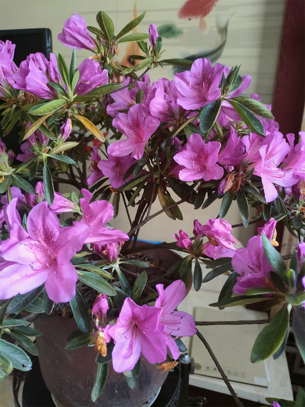 锦绣杜鹃