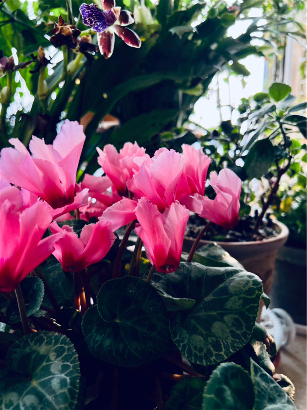花卉