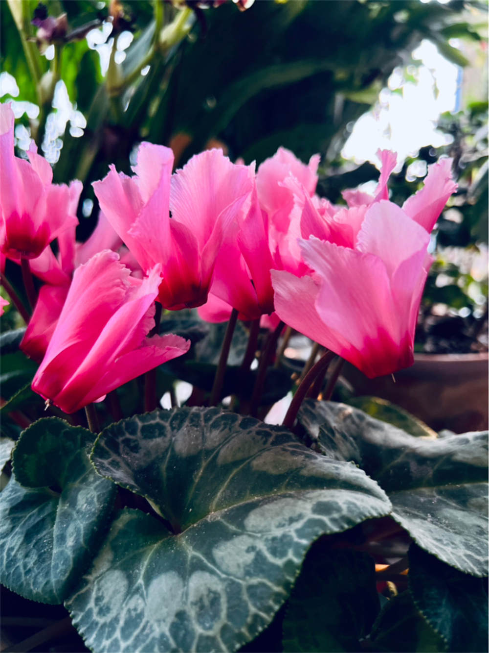 花卉