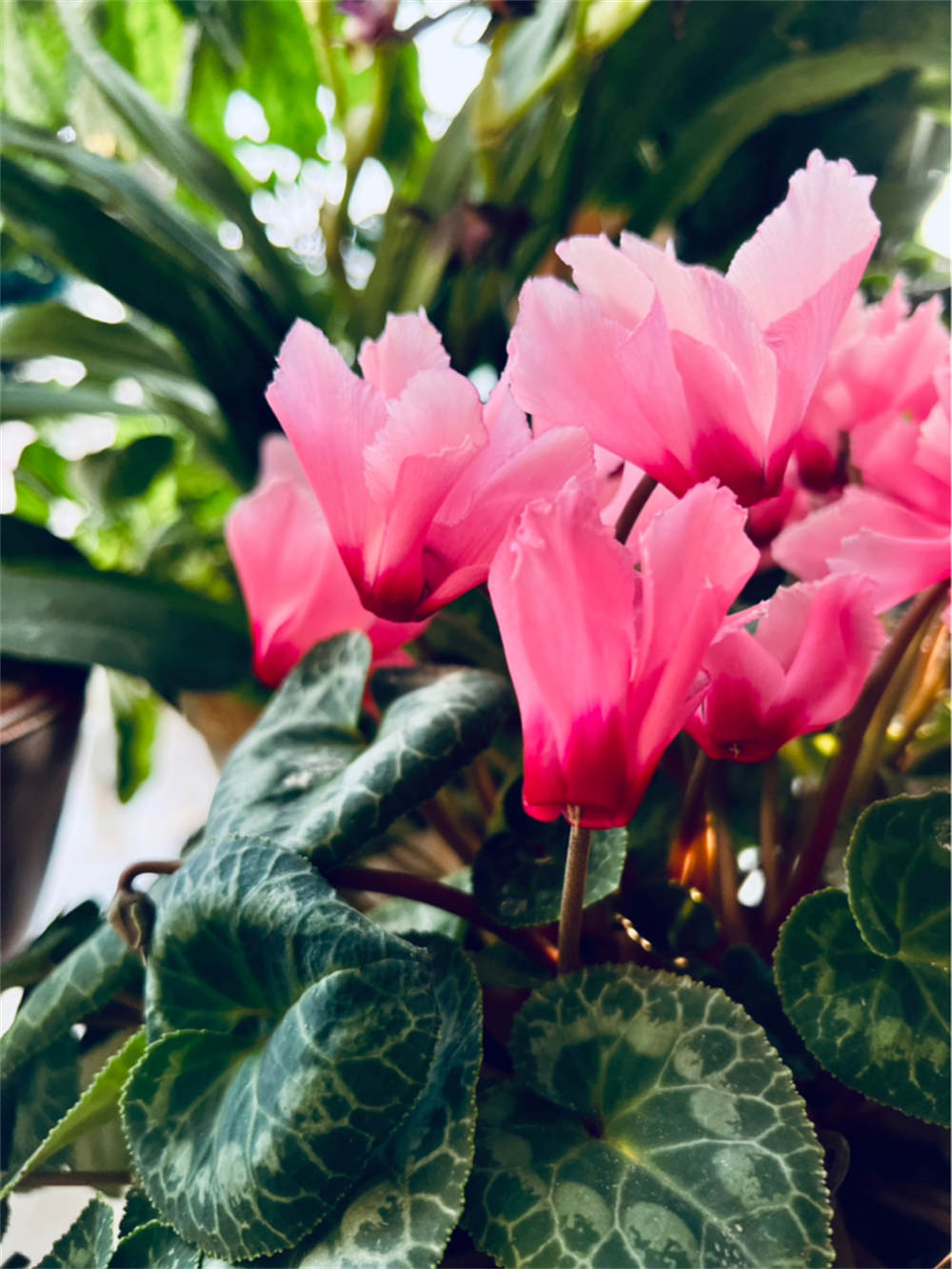 花卉