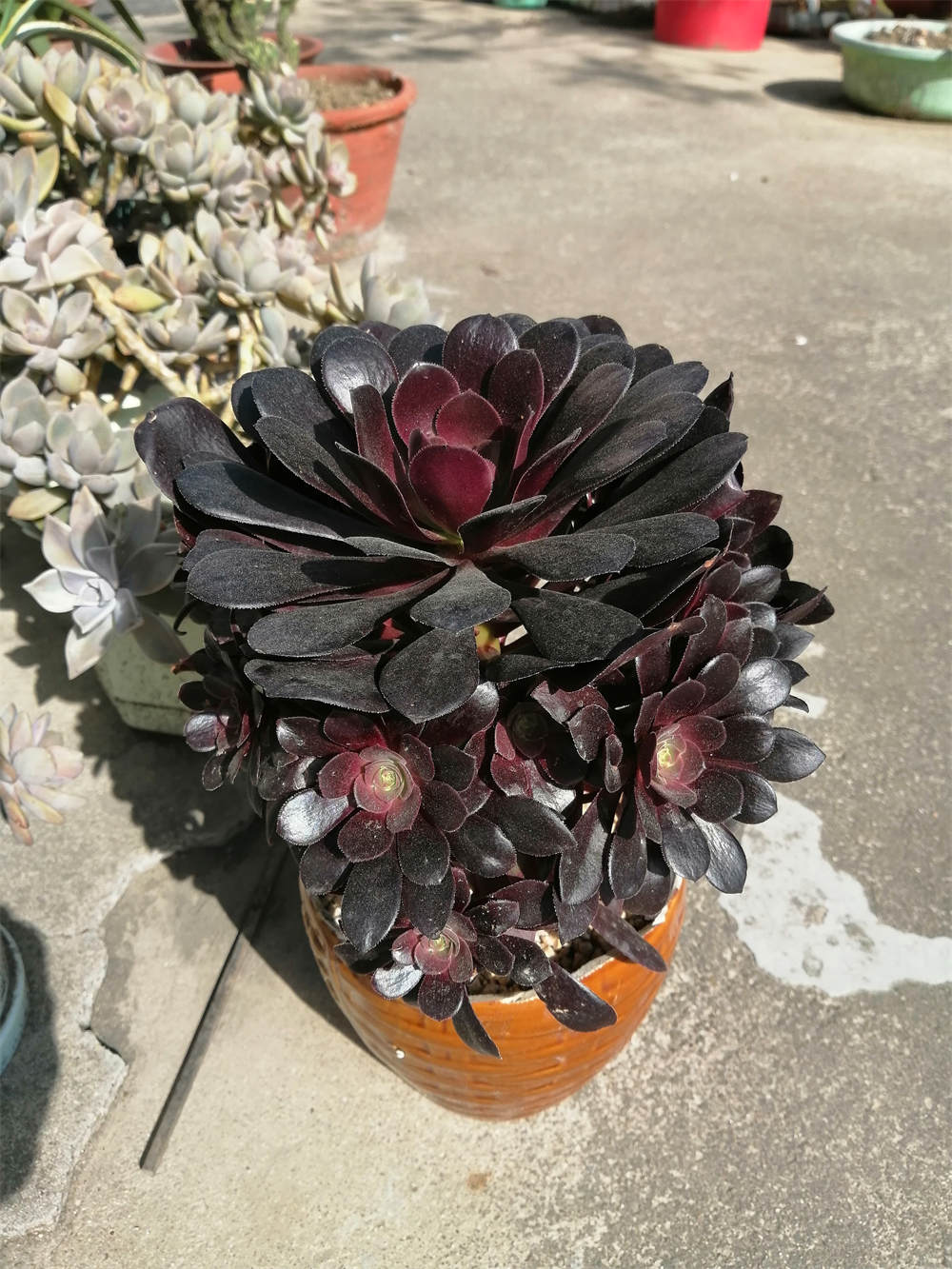 法师