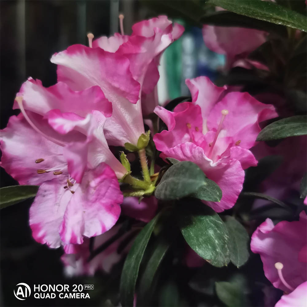 西洋杜鹃