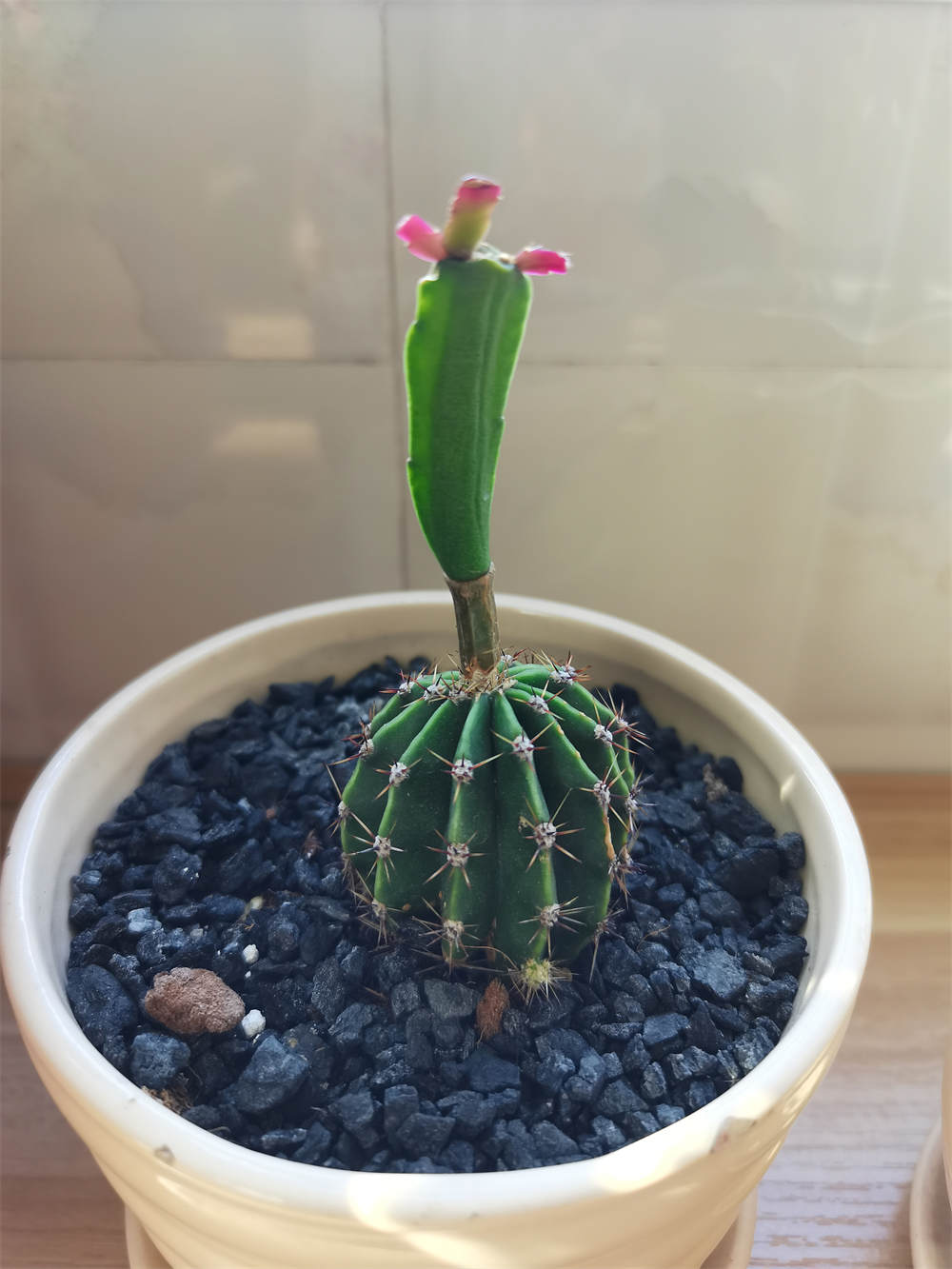嫁接