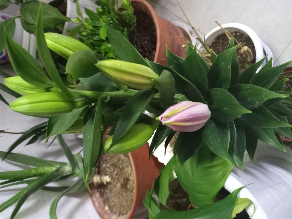 花卉