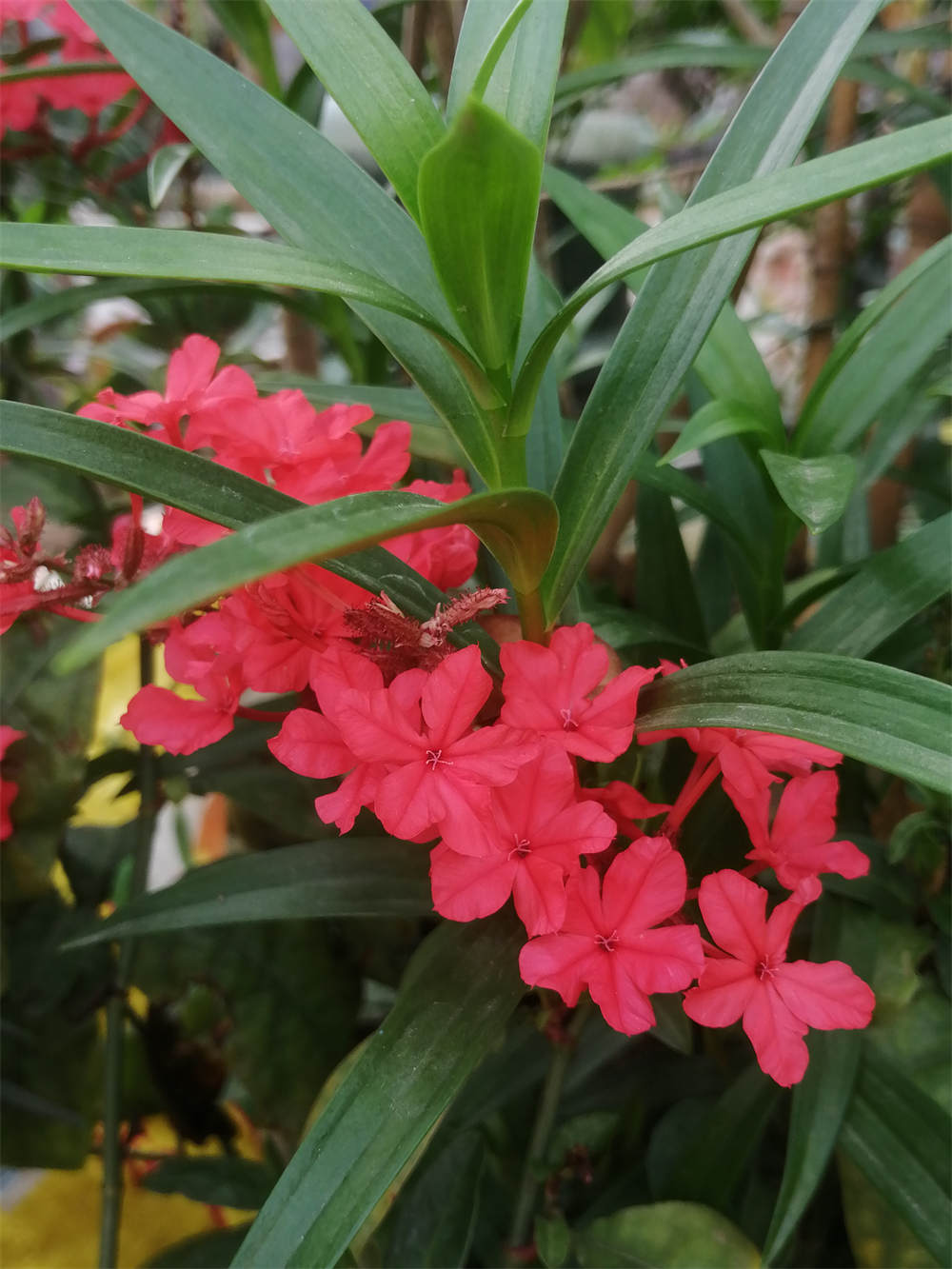 红雪花