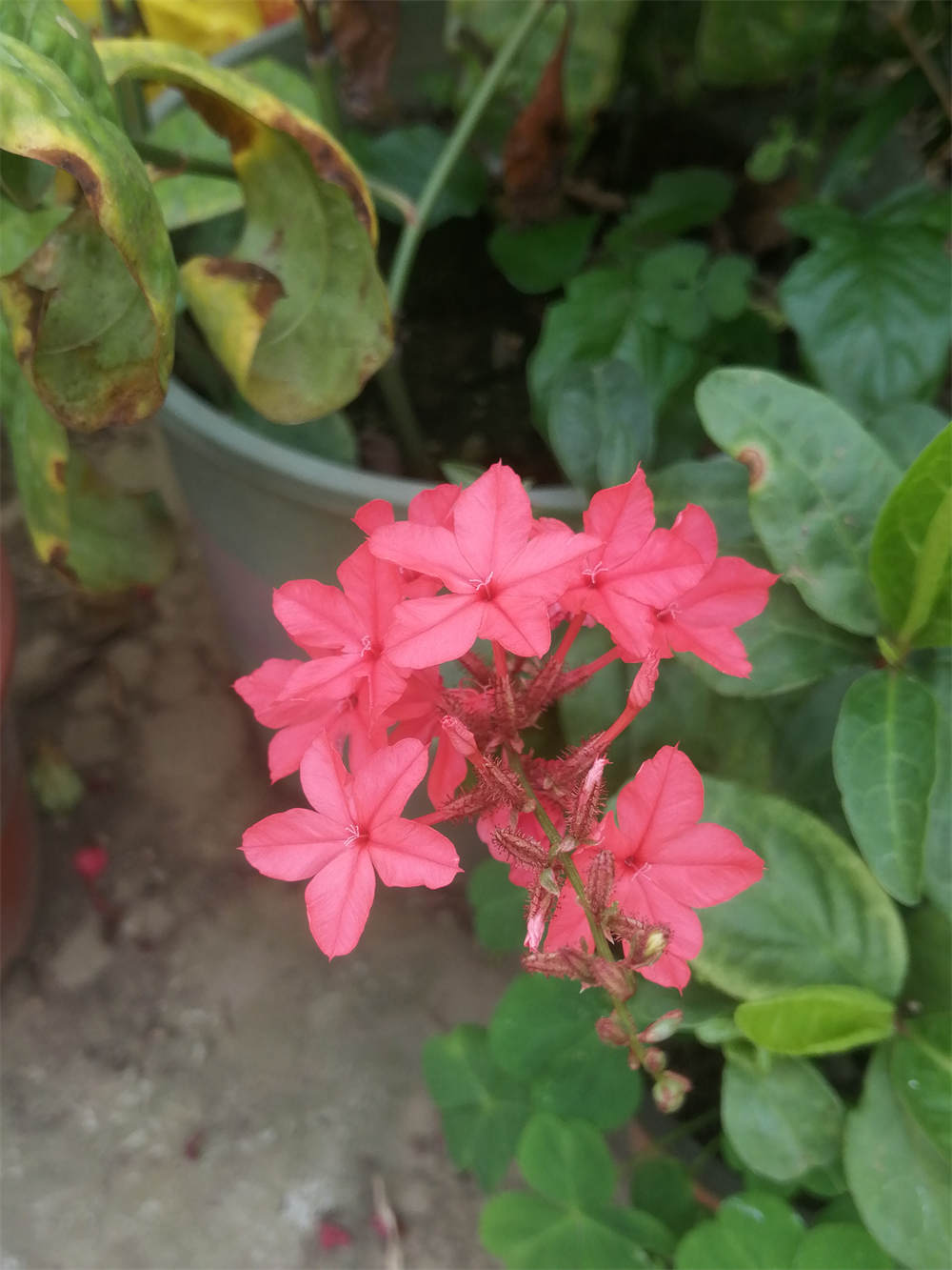 红雪花