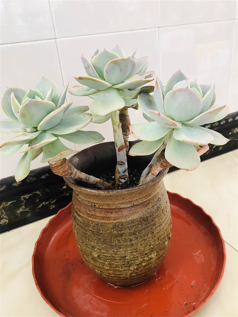 白凤