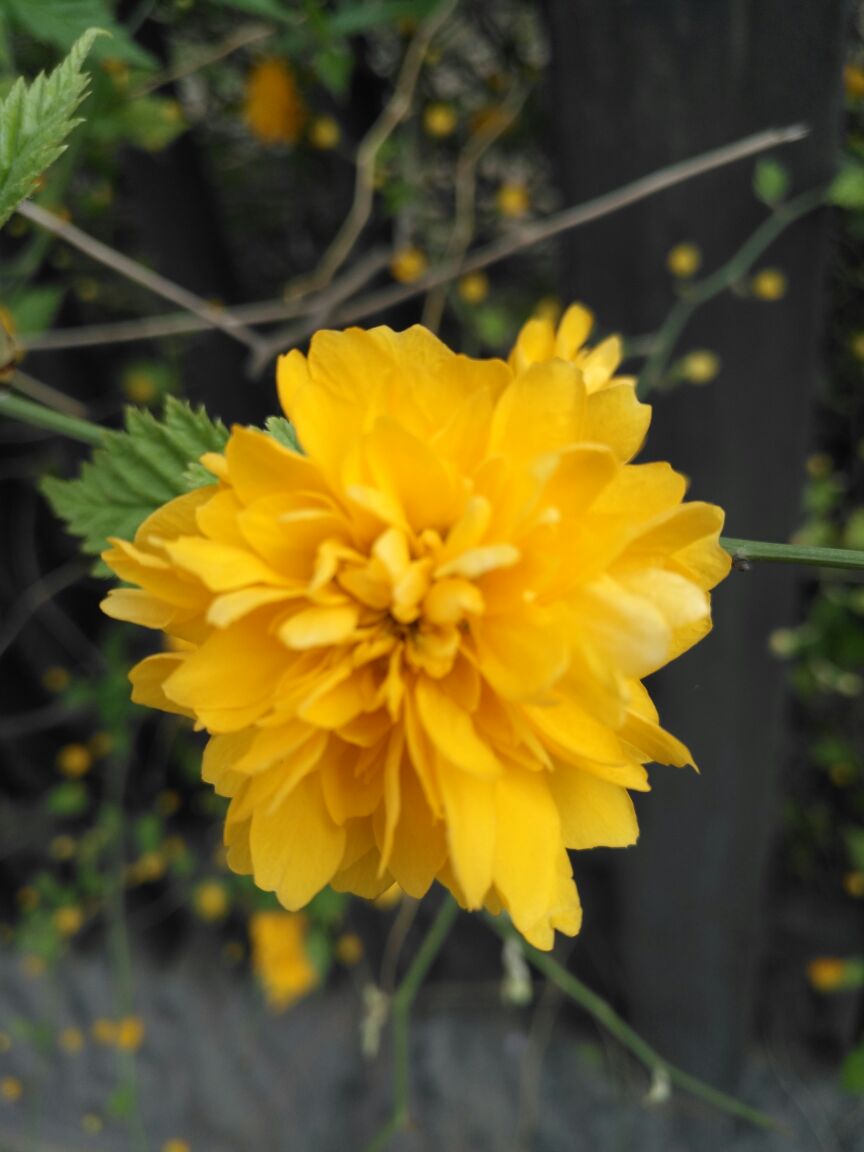 重瓣棣棠花