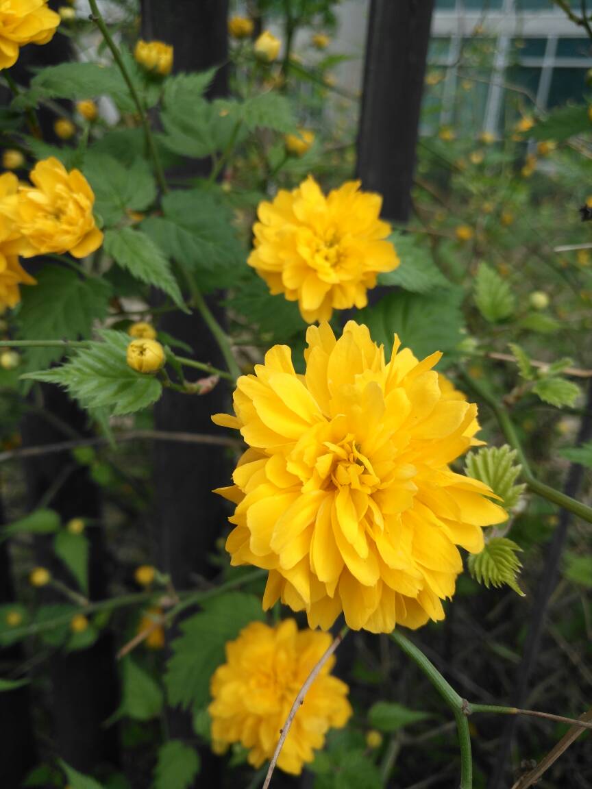 重瓣棣棠花