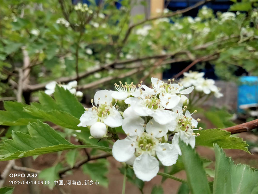 山楂花