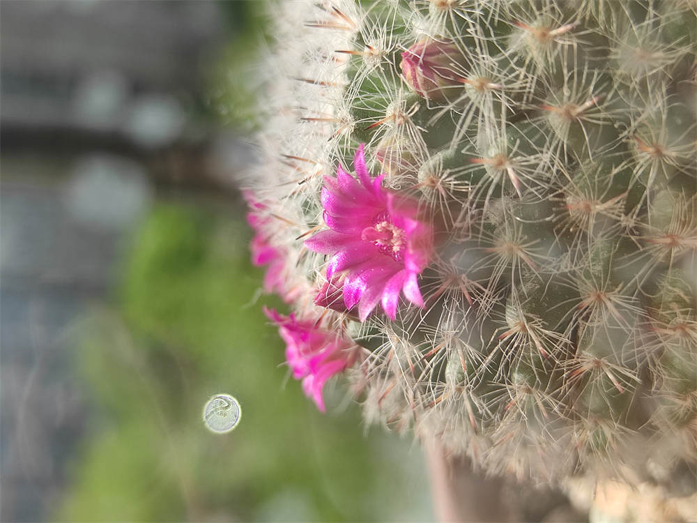 花卉