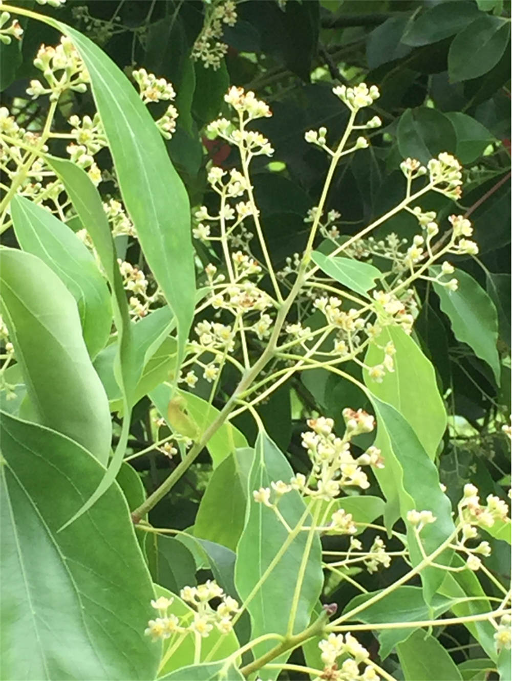 樟树