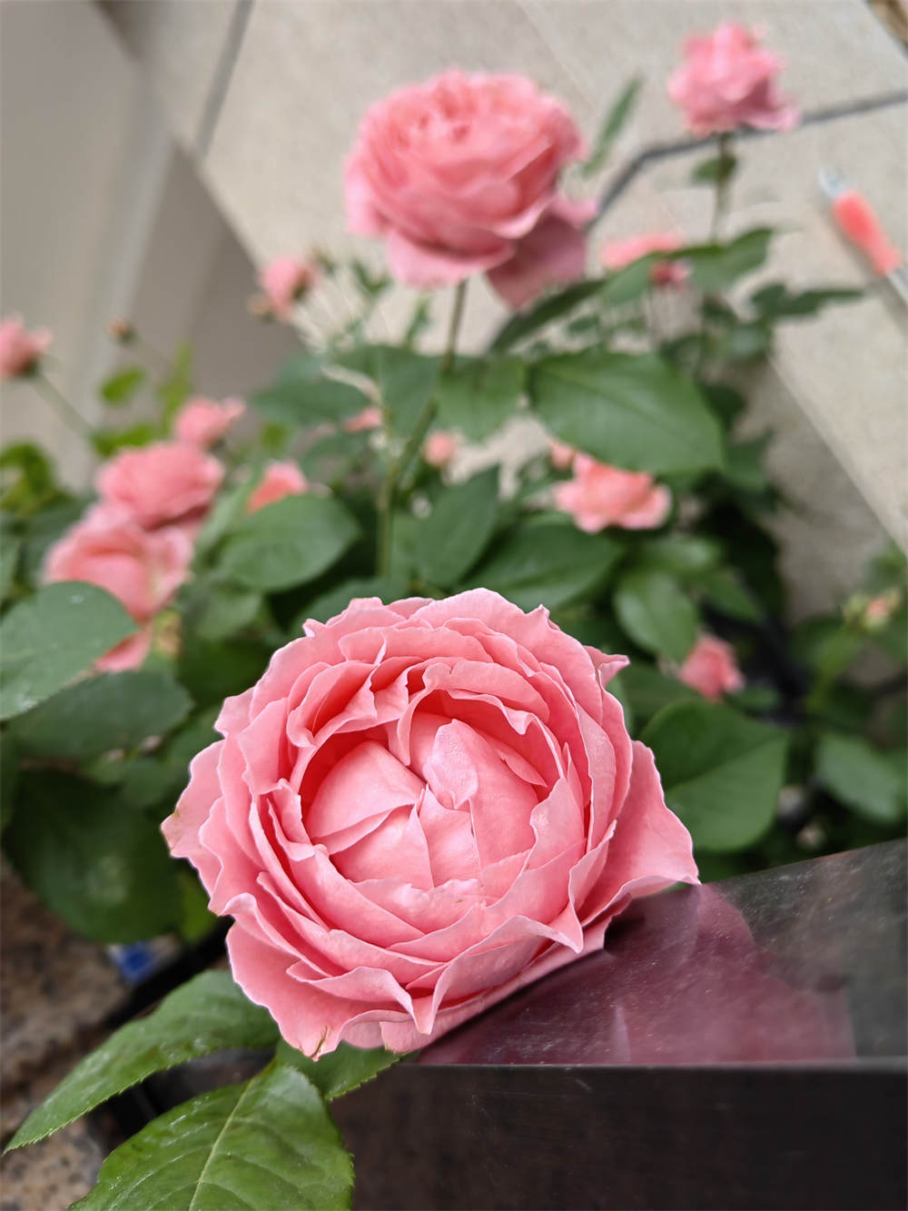 花卉