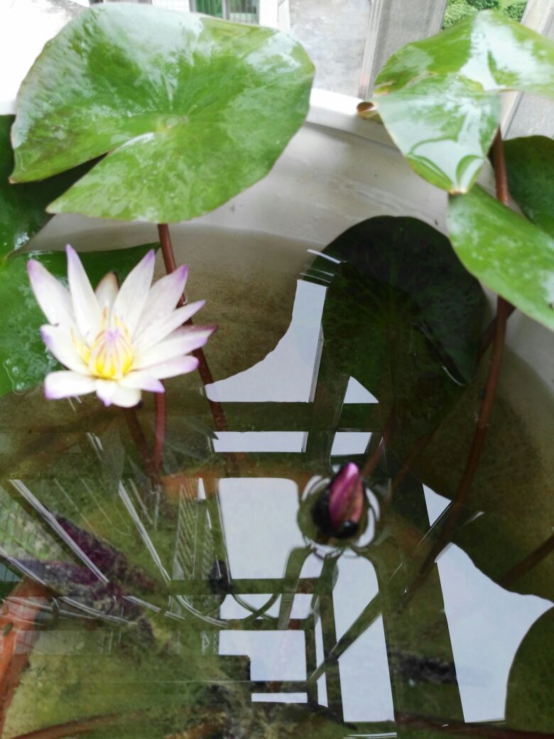 花卉
