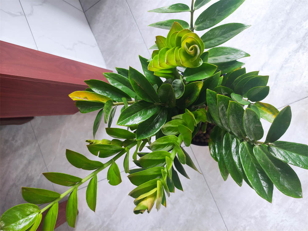 花卉