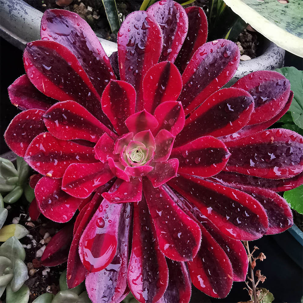 花卉